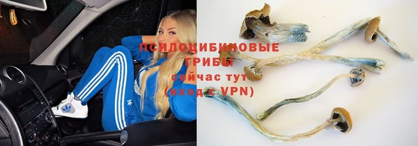 apvp Инта